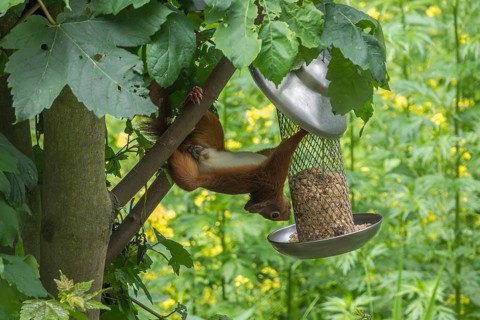 Squirrel (Sciurus vulgaris) at a bird feeder, Münsterland, North Rhine-Westphalia, Germany