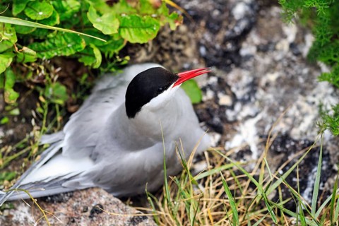Arctic tern (Sterna paradisaea) in the nest, Tönning, Wadden Sea National Park, North Frisia,