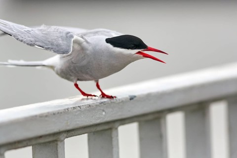 Arctic Arctic Tern (Sterna paradisaea), calling on a railing, defending nest, Tönning, Wadden Sea
