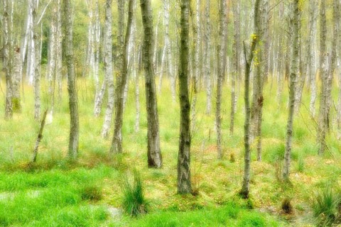 Birch quarry forest in a moor in autumn, double exposure with picturesque effect, Müritz National