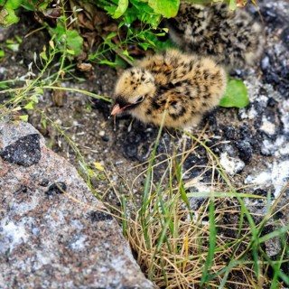 Arctic tern (Sterna paradisaea), chick in nest, Tönning, Wadden Sea National Park, North Frisia,