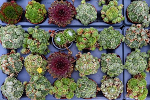 Various species of houseleeks (Sempervivum) in a nursery, Baden-Württemberg, Germany