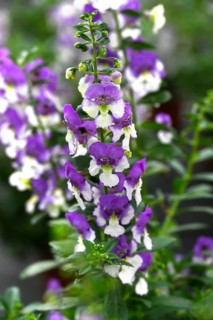 Flower of Angelonia (Angelonia angustifolia), Bavaria, Germany