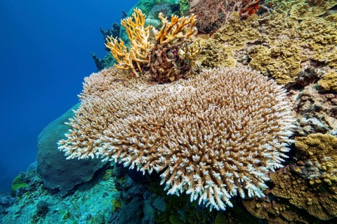 Underwater photo of Hyacinth Table Coral (Acropora hyacinthus) growing on steep wall of deep