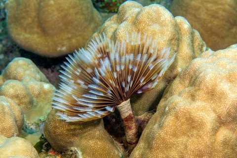 Underwater photo of Indian Feather Duster Worm (Sabellastarte spectabilis) extending tentacles