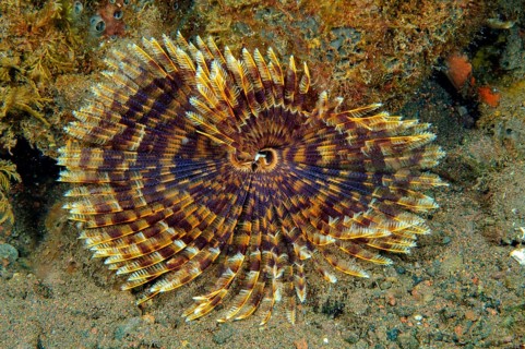 Underwater photo of Indian Feather Duster Worm (Sabellastarte spectabilis) extending tentacles to