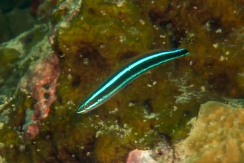 Underwater photo Close-up of blue-striped sabre-toothed blenny (Plagiotremus rhinorhynchos)