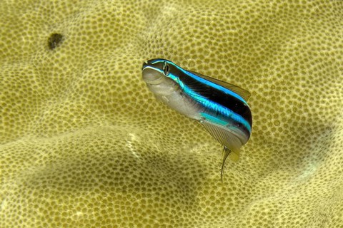 Underwater photo Close-up of blue-striped sabre-toothed blenny (Plagiotremus rhinorhynchos)