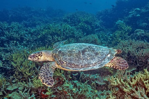 Underwater photo of Hawksbill sea turtle (Eretmochelys imbricata) swimming through tropical coral