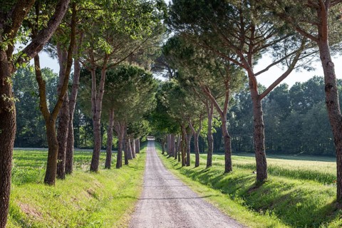 A narrow path lined with tall pine trees that leads into the distance. Sunlight and shade create a