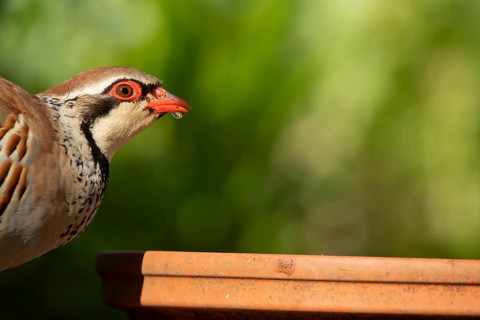 Red legged partridge (Alectoris rufa) adult game bird drinking from a garden plant saucer, England,