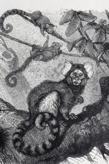 White-tufted monkey (Hapale jacchus), steel engraving, Brockhaus from 1908, Germany