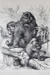 Java monkey (Macaca fascicularis), macaque, steel engraving, Brockhaus from 1908, Germany