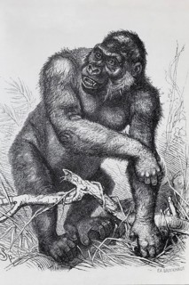 Gorilla (Gorilla gorilla), steel engraving, Brockhaus 1908, Germany
