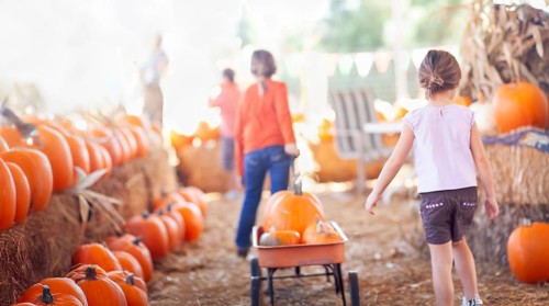 Two young girls pulling their pumpkins in A wagon at a pumpkin patch on a fall day
