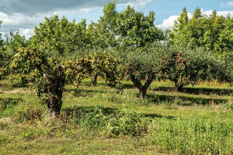 Apple plantation in Österlen fruit district, Kivik, Scania, Sweden, Scandinavia