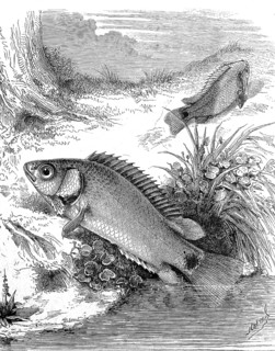 Climbing fish, Anabas testudineus, freshwater fish from the genus Climbing fish, Historical,