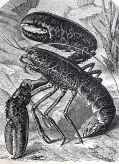 Lobster, Homarus, sea-dwelling genus of decapod crustaceans, Decapoda, from the lobster family,
