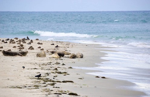 Several harbour seals (Phoca vitulina), seals, resting at low tide at the edge of the water,