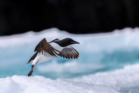 Thick-billed guillemot (Uria lomvia) on an ice floe, alcids (Alcidae), Alkefjellet, Spitsbergen,