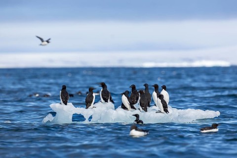 Thick-billed guillemot (Uria lomvia) on an ice floe, sea, water, alcids (Alcidae), Alkefjellet,