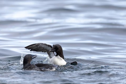 Thick-billed guillemot (Uria lomvia) fighting in the water, alcids (Alcidae), Alkefjellet,