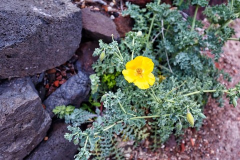 Yellow Hornpoppy (Glaucium flavum), volcanic rock, Oia, Thira, Santorini, Cyclades, Greece