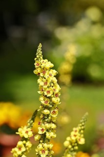 Dark mullein (Verbascum nigrum), flowers, inflorescences, in a natural garden, Wilnsdorf, North