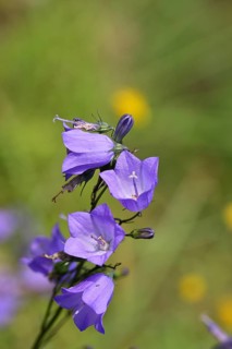 Meadow bellflower (Campanula patula), blue flower, on a nutrient-poor meadow, Wilnsdorf, North