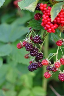 Blackberries (Rubus fruticosus), unripe and ripe fruit on a bush in a forest, Wilnsdorf, North