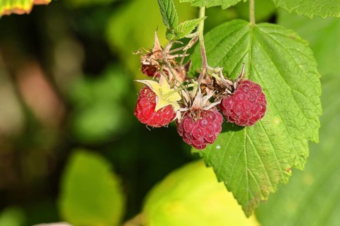 Wild raspberries (Rubus idaeus) ripe fruit on a vine in the forest, Wilnsdorf, North