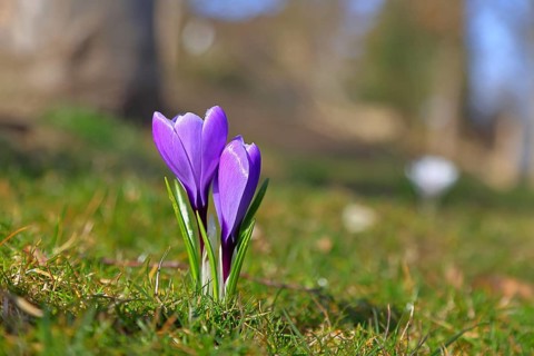 Violet crocus (Crocus neapolitanus), two flowers next to each other in the park, spring, Siegen,