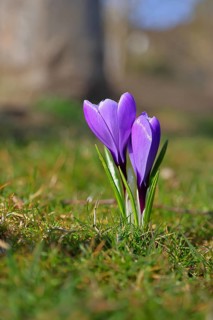 Violet crocus (Crocus neapolitanus), two flowers next to each other, spring, Siegen, North