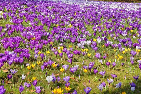 Crocus (Crocus neapolitanus), a meadow full of flowers, spring, Siegen, North Rhine-Westphalia