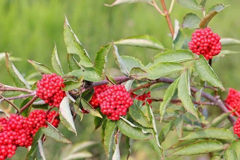 Red Elderberry (Sambucus racemosa), Grape Elderberry, Stag Elderberry, on a forest area destroyed