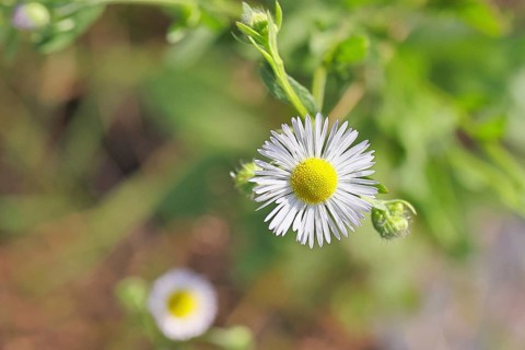 Annual ragweed (Erigeron annuus), by the wayside in a field, Wilnsdorf, North Rhine-Westphalia,
