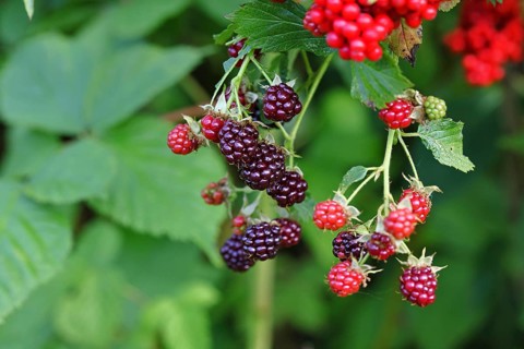 Blackberries (Rubus fruticosus), unripe and ripe fruit on a bush in a forest, Wilnsdorf, North