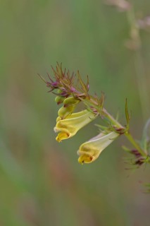 Forest quail wheat (Melampyrum sylvaticum) flowers on a forest path, poisonous, Wilnsdorf, North