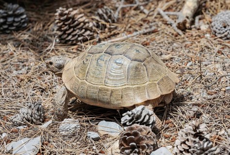 Common Tortoise (Testudo graeca) moving into the wood, Panormitis, Symi Island, Dodecanese Islands,