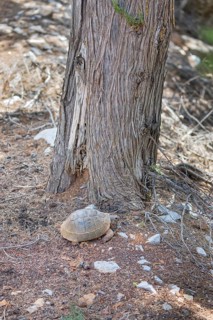 Common Tortoise (Testudo graeca) moving into the wood, Panormitis, Symi Island, Dodecanese Islands,