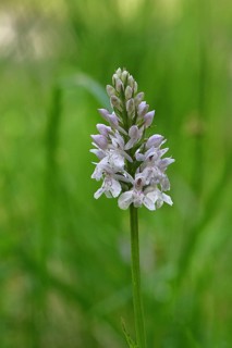 Moorland spotted orchid (Dactylorhiza maculata), inflorescence, close-up, Wilnsdorf, North