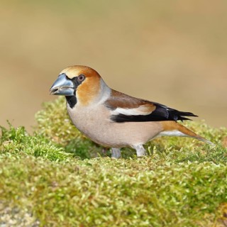 Hawfinch (Coccothraustes coccothraustes), male, sitting on a moss-covered tree stump, Wilnsdorf,