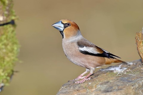 Hawfinch (Coccothraustes coccothraustes), male, sitting on a stone, Wilnsdorf, North