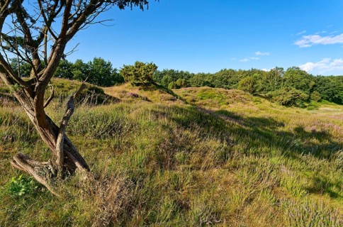 Ripple-crowned dune area in the Schleswig-Holstein municipality of Jörl. The nature reserve Düne am