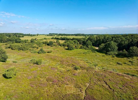 The dune on the Rimmelsberg, a nature reserve and FFH area, is overgrown with juniper and heather.