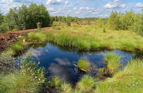 Water surface and marsh grass in Himmelmoor, with a peat path in the background. Himmelmoor, the