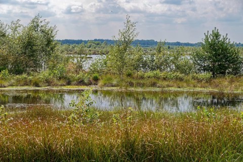 Water areas and marsh plants in the Himmelmoor. Himmelmoor, the largest raised bog in