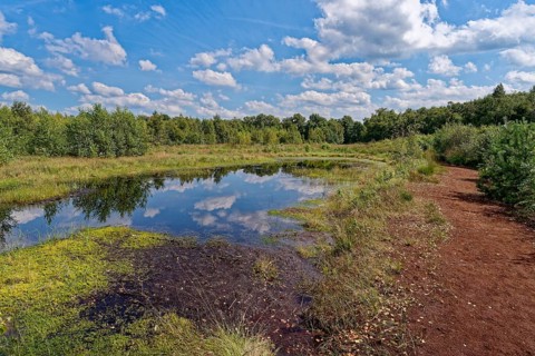 Water surface and a drained peat path in the Himmelmoor. Himmelmoor, the largest raised bog in