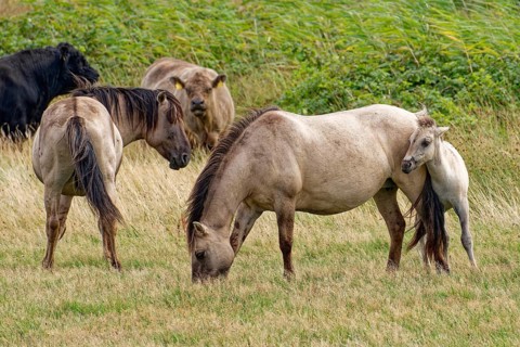 Wild Konik horses with foals and Highland cattle, Galloway, on the pastures of the Geltinger Birk