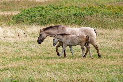 Wild horse of the Konik species with foal on the pastures of the Geltinger Birk nature reserve.